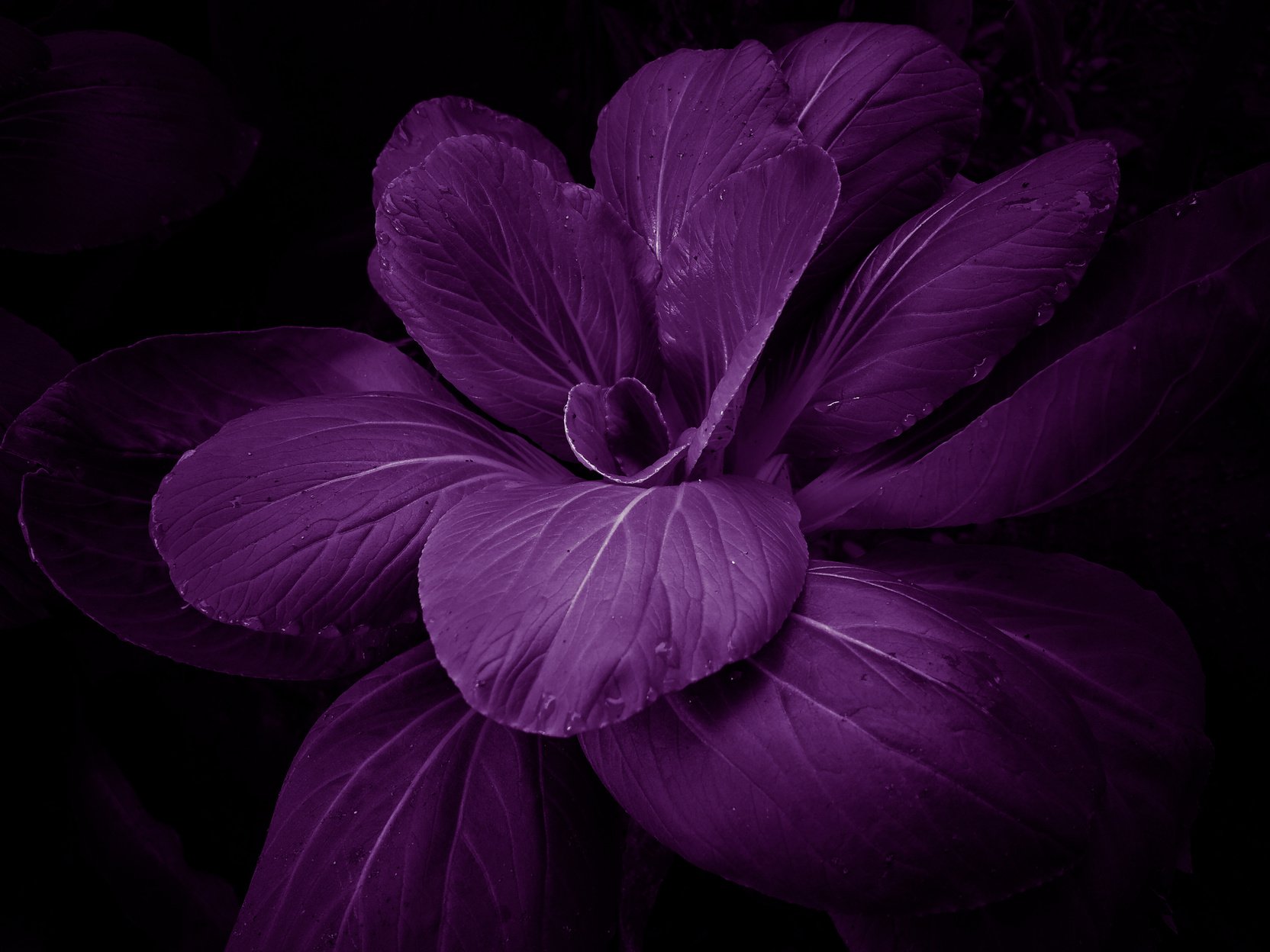 Purple flower on dark background